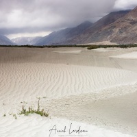 Dunes de sable de Sumoor