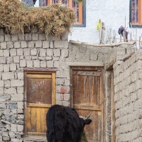 Nourrissage du dzo dans le village de Rumbak