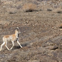 Urial du Ladakh