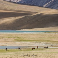 Chevaux entravés à proximité d