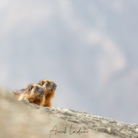 Marmottes de l