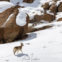 Urial du Ladakh