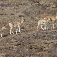 Urial du Ladakh: femelles et jeunes