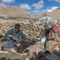 Couple de bergers nomades récoltant le sous-poil duveteux d