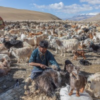 Visite chez les bergers nomades en Himalaya. Chèvres pashmina  changthangi: récolte au peigne du sous-poil duveteux d