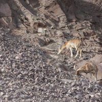 Urial du Ladakh: mâle et femelle