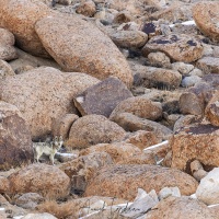 Loup du Tibet