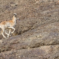 Urial du Ladakh