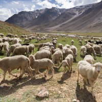 Troupeau de moutons