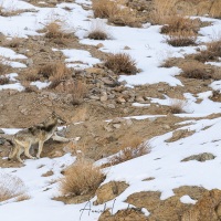 Loup du Tibet