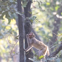 Macaque rhésus