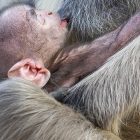 Langur: nouveau-né au sein