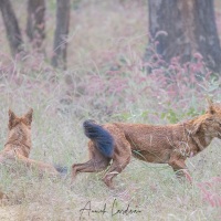 Dhole