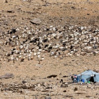 Troupeau de chèvres pashmina et camp de nomades