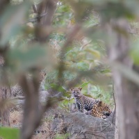 Léoparde et ses petits de 2 mois environs