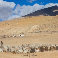 Troupeau de chèvres pashmina et camps nomades