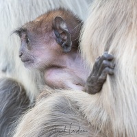 Langur: bébé accroché à sa mère