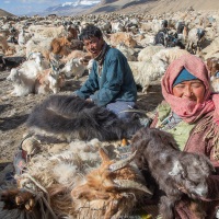 Récolte du sous-poil duveteux d\'hiver \"pashm\" et cabri facétieux