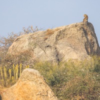 Léopard sur son rocher