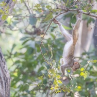 Macaque rhésus