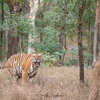 Tigre: mâle