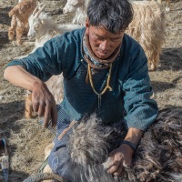 Récolte au peigne du sous-poil duveteux d\'hiver \"pashm\"