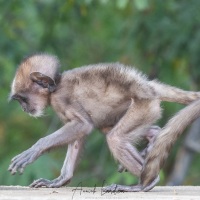 Langur: bébé