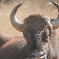 Gaur