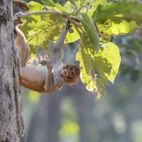 Macaque rhésus