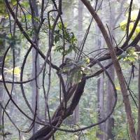 Végétation dans le parc de Pench