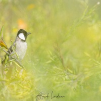 Bulbul à oreillons blancs