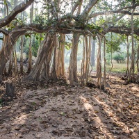 Végétation dans le parc de Pench