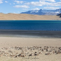 Vie à proximité du lac Kyagar