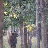 Gaur: femelle et son veau