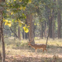 Chital