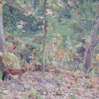 Dhole