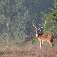 Chital: mâle