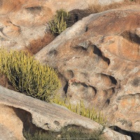 Rochers et euphorbes dans les collines à léopards