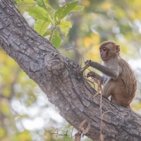 Macaque rhésus