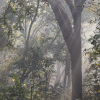 Soleil matinal dans la forêt