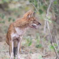 Dhole