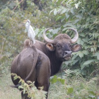 Gaur