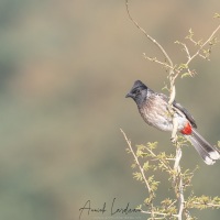 Bulbul à ventre rouge