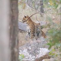 Léoparde et son léopardeau de 2 mois environs