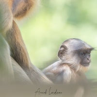 Langur