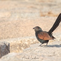 Grand coucal