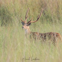 Chital: mâle