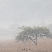 Brume matinale sur le parc de Tadoba