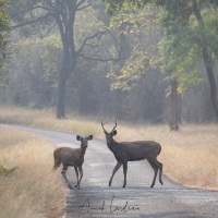 Sambar