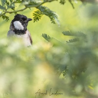 Bulbul à oreillons blancs